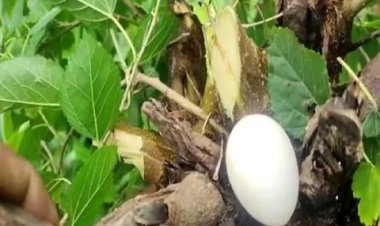 एक ऐसा अंडा जो कभी टूट नहीं सकता है। हक़ीक़त जान हैरान रह गए लोग।