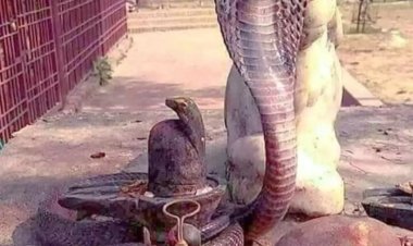 नाग पंचमी पर शिवलिंग पर आकर बैठा नाग। लोगों ने झुकाये शीश।