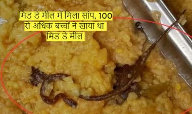 मिड डे मील में मिला सांप, 100 से अधिक बच्चों ने खाया था मिड डे मील