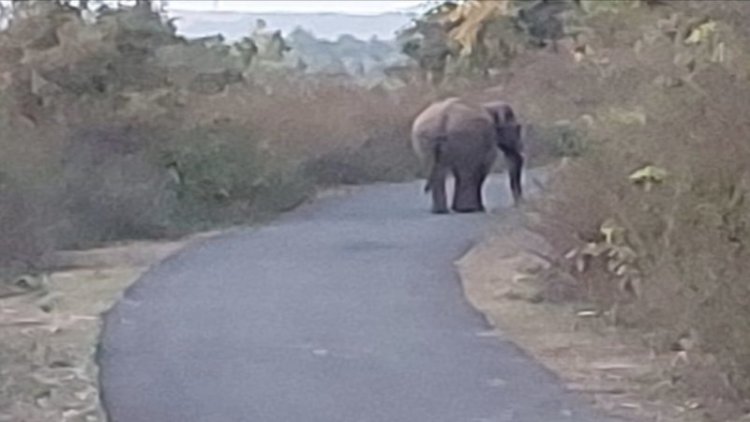 नवादा के हरदिया जंगल में दिखा जंगली हाथी, स्थानीय लोगों में दहशत का माहौल