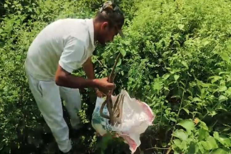 नवादा के जंगल में आदिवासी मजदूरों के द्वारा हिरण का शिकार, सींग बरामद, तस्करी की आशंका