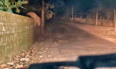 पटना के बिहटा में तेंदूए ने मचाया हड़कंप, गाय के बछड़े को टांग ले गया, दहशत में एयरपोर्ट इलाका
