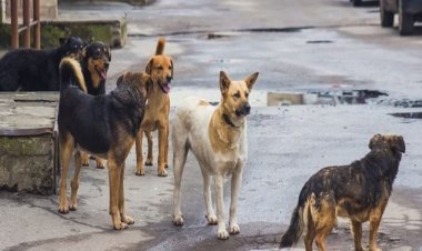 बिहार में आवारा कुत्तों का आतंक, 10 साल की मासूम बच्ची को नोंच-नोंच कर उतारा मौत के घाट