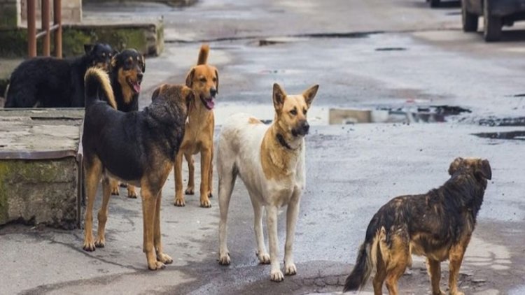 बिहार में आवारा कुत्तों का आतंक, 10 साल की मासूम बच्ची को नोंच-नोंच कर उतारा मौत के घाट