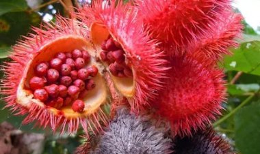 बिहार के किसानों की किस्मत बदलेगी: सिंदूर की खेती से लाखों की कमाई संभव – वैज्ञानिकों की क्रांतिकारी खोज