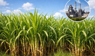 नीतीश सरकार का बड़ा फैसला: बिहार में चीनी उद्योग को नई रफ्तार,14 जिलों में नई चीनी मिलों के लिए जमीन तलाश