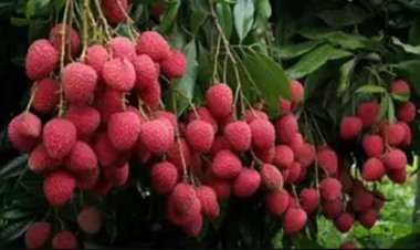 लीची में कीट प्रबंधन के लिए कराएं छिड़काव और पाएं 75 प्रतिशत का अनुदान, कृषि मंत्री ने किया बड़ा एलान