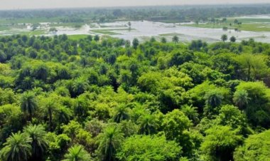 धरती की सांस और गांवों की आस: बिहार की 4526 वेटलैंड, पर्यावरण की ‘किडनी’ बन लाखों लोगों को दे रहीं रोजगार