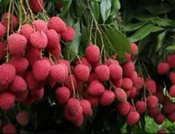 लीची में कीट प्रबंधन के लिए कराएं छिड़काव और पाएं 75 प्रतिशत का अनुदान, कृषि मंत्री ने किया बड़ा एलान