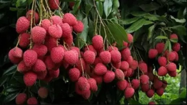 लीची में कीट प्रबंधन के लिए कराएं छिड़काव और पाएं 75 प्रतिशत का अनुदान, कृषि मंत्री ने किया बड़ा एलान