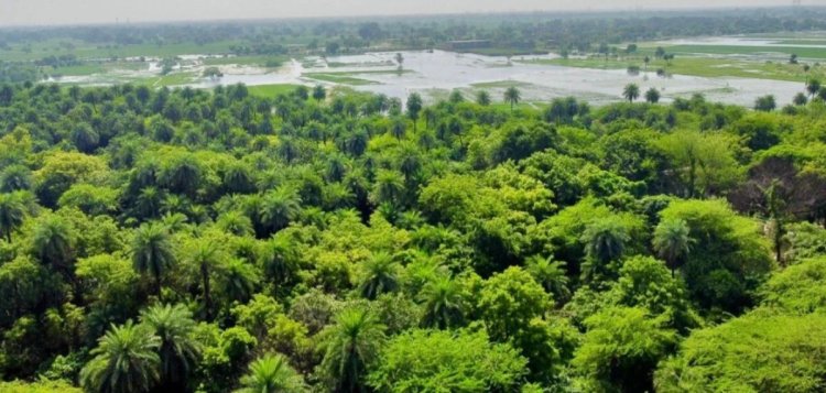 धरती की सांस और गांवों की आस: बिहार की 4526 वेटलैंड, पर्यावरण की ‘किडनी’ बन लाखों लोगों को दे रहीं रोजगार