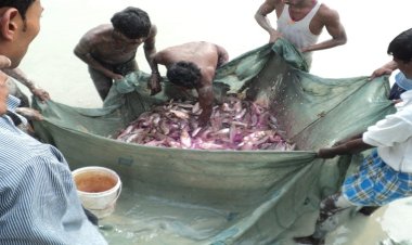 अप्रैल माह के लिए मत्स्य पालकों को जारी हुई विस्तृत सलाह, ग्रास कार्प मछली का ब्रिडिंग कार्य हैचरी में प्रारंभ कर दिया जाए