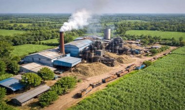 राज्य के गैर चीनी मिल क्षेत्रों में गन्ने की खेती के विस्तार की कवायद शुरू