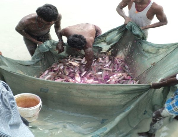 अप्रैल माह के लिए मत्स्य पालकों को जारी हुई विस्तृत सलाह, ग्रास कार्प मछली का ब्रिडिंग कार्य हैचरी में प्रारंभ कर दिया जाए