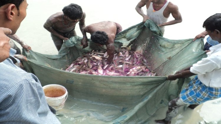 अप्रैल माह के लिए मत्स्य पालकों को जारी हुई विस्तृत सलाह, ग्रास कार्प मछली का ब्रिडिंग कार्य हैचरी में प्रारंभ कर दिया जाए